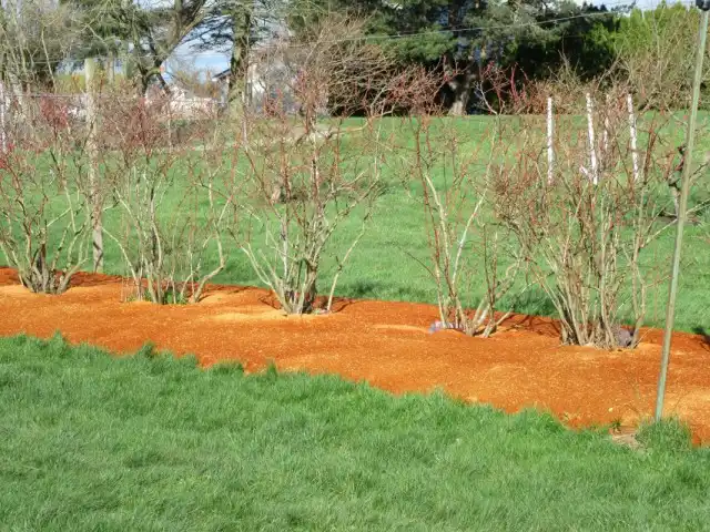 Мульчирование кустарников опилками