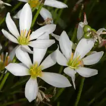 Зефирантес белый (Zephyranthes candida)