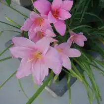 Зефирантес крошечный (Zephyranthes minuta)
