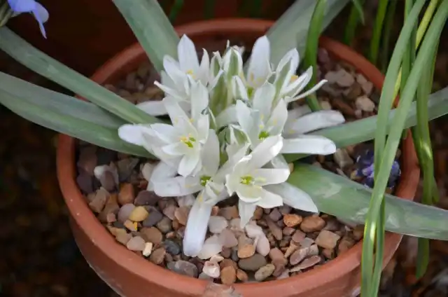 Ифейон одноцветковый (Ipheion uniflorum)