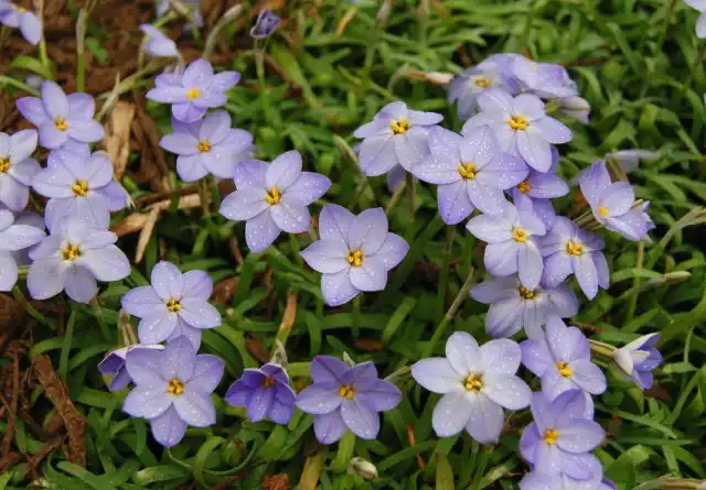 Ифейон одноцветковый (Ipheion uniflorum)