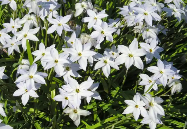 Ифейон одноцветковый (Ipheion uniflorum)