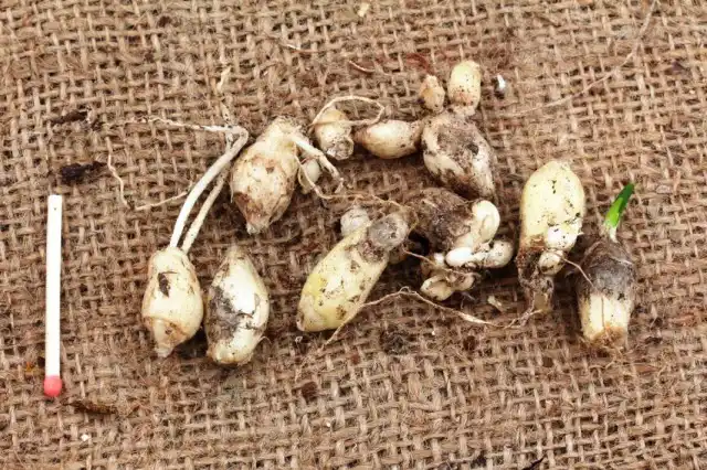 Луковицы ифейона