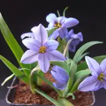 Ифейон одноцветковый 'Jessie'