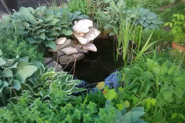 Загущенные посадки декоративных растений возле пруда