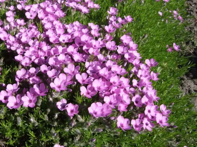 Флокс Дугласа (Phlox douglasii)