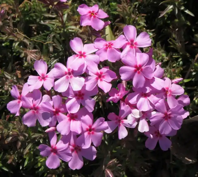 Флокс снежный (Phlox nivalis)