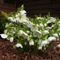 Белые морозники в цветнике