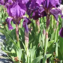 Ирис карликовый (Iris pumila) или Юнона голубая (Juno coerulea)