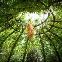 Беседка из живых ив. Вид изнутри