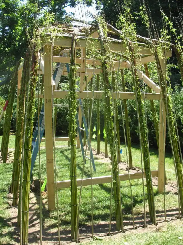 Процесс формирования беседки из живых деревьев