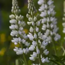 Люпин белый (Lupinus albus)