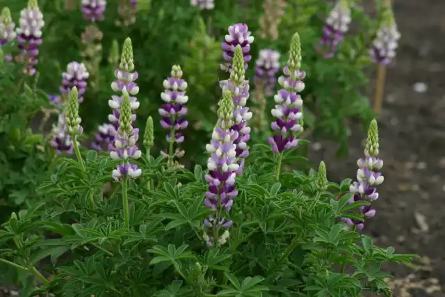 Люпин Хартвега (Lupinus hartwegii)