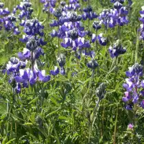 Люпин карликовый (Lupinus nanus)
