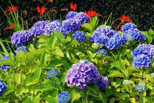 Гортензия крупнолистная (Hydrangea macrophylla)