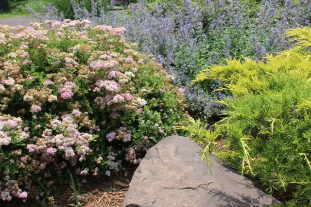 Cпирея в альпинарии