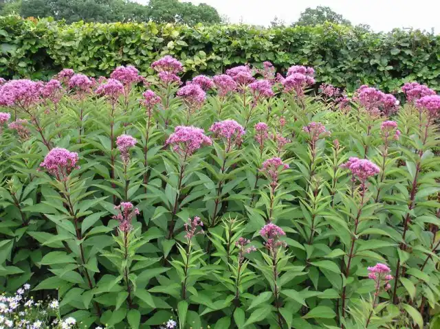 Посконник пурпурный (Eupatorium purpureum)