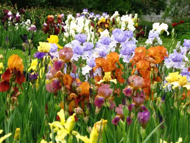 Ирис бородатый (Iris barbata)