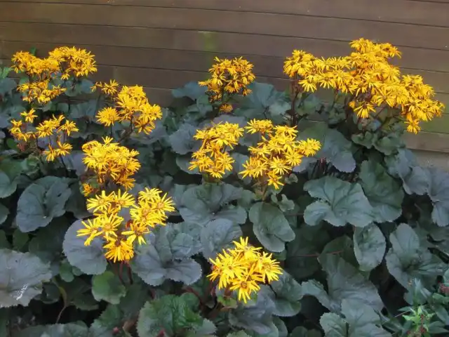 Бузульник зубчатый (Ligularia dentata)