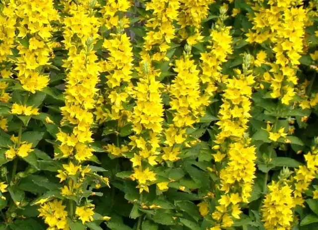 Вербейник точечный (Lysimachia punctata)