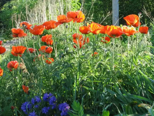 Мак восточный (Papaver orientale)