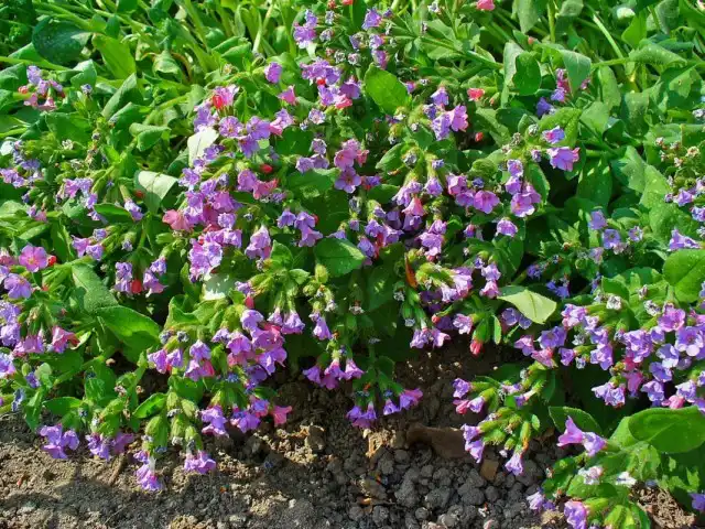 Медуница сахарная (Pulmonaria saccharata)