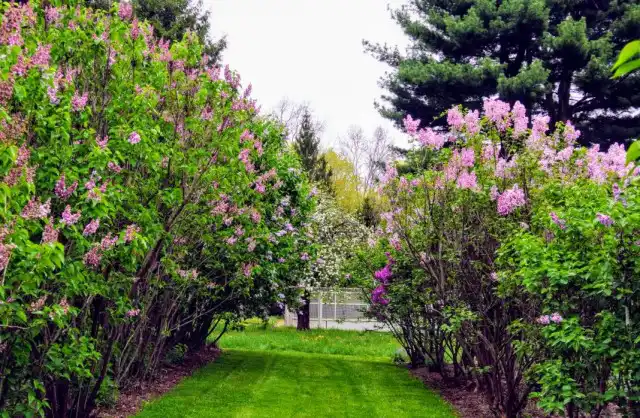 Аллея из сирени