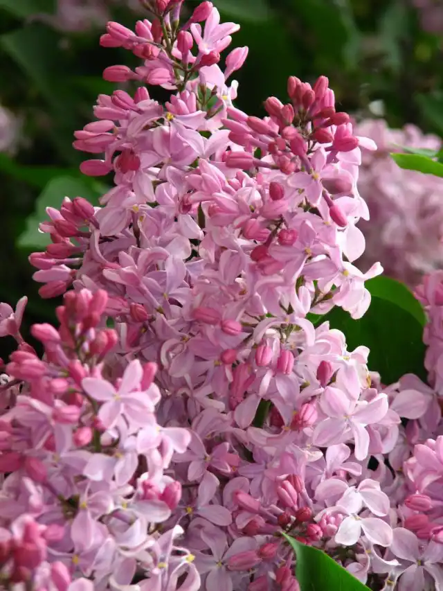 Сирень гиацинтовая «Бюффон» (Syringa hyacinthiflora 'Buffon')