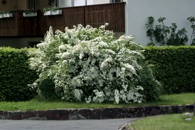 Спирея Вангутта (Spiraea x vanhouttei)
