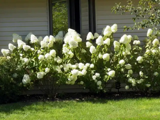 Гортензии метельчатые (Hydrangea paniculata)