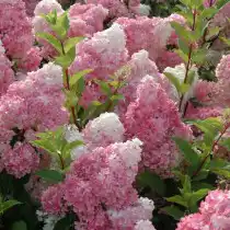 Гортензия метельчатая «Ренхи» (Hydrangea paniculata 'Renhy')