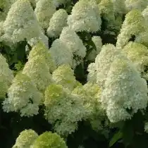 Гортензия метельчатая «Лаймлайт» (Hydrangea paniculata 'Limelight')