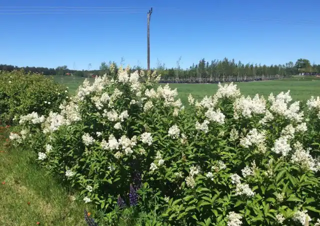 Сирень венгерская (Syringa josikaea)