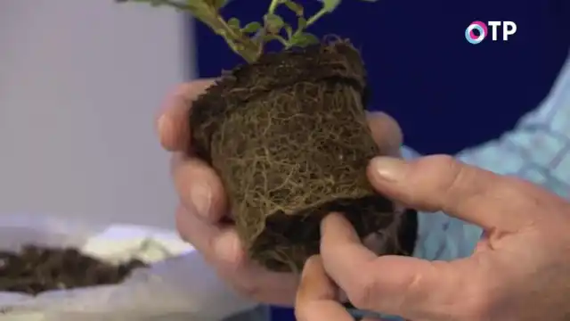 Корневая система рододендрона гренландского в рассадном контейнере