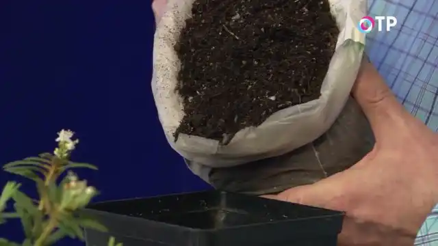 Заполняем контейнер для пересадки рододендрона гренландского почвенной смесью