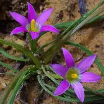 Ромулея розовая (Romulea rosea)