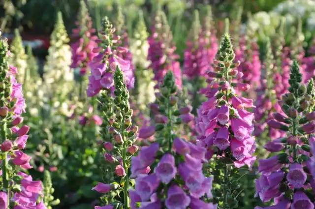 Наперстянка, или Дигиталис (Digitalis)