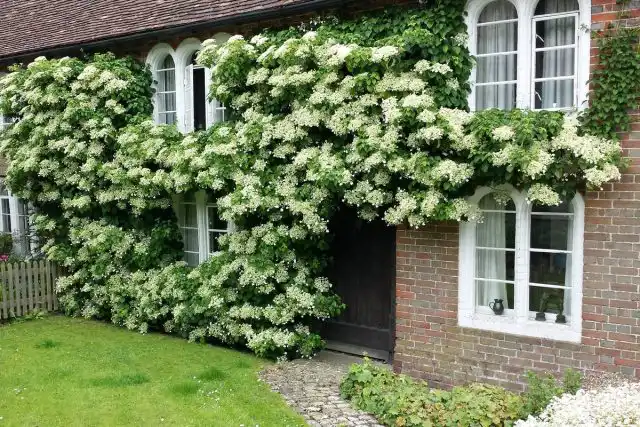 Адиантум стоповидный (Adiantum pedatum)