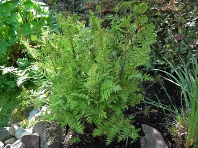 Чистоуст королевский (Osmunda regalis)
