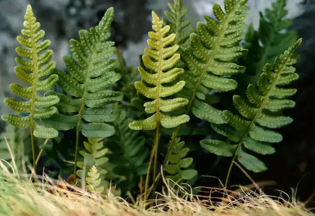 Полиподиум обыкновенный (Polypodium vulgare)