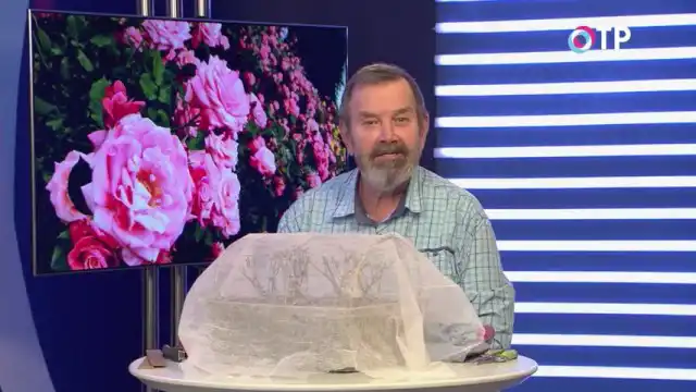 Догляд за трояндами навесні.