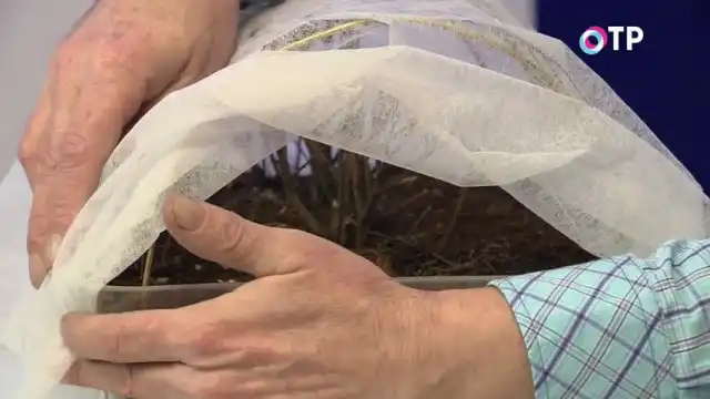 Первый этап раскрытия роз после зимнего укрытия