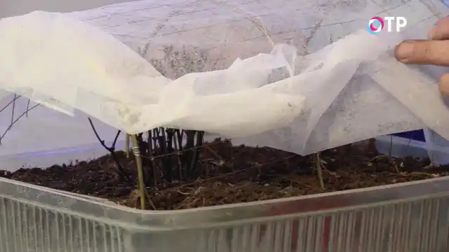 Следующий этап раскрытия роз после зимнего укрытия