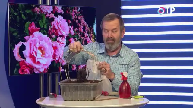 Полное снятие укрытия с роз