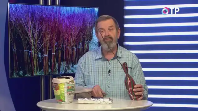 Як зберегти саджанці до висадки