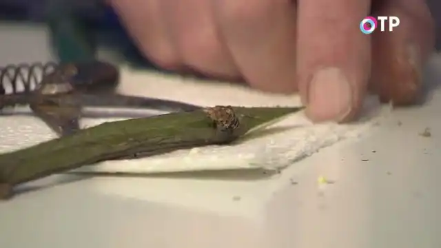 Формируем место прививки древовидного пиона на привое