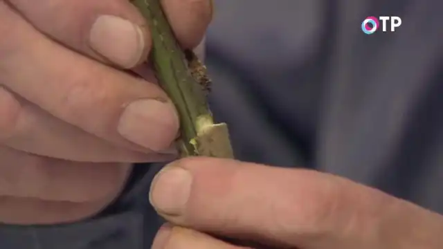 Соединяем места прививки