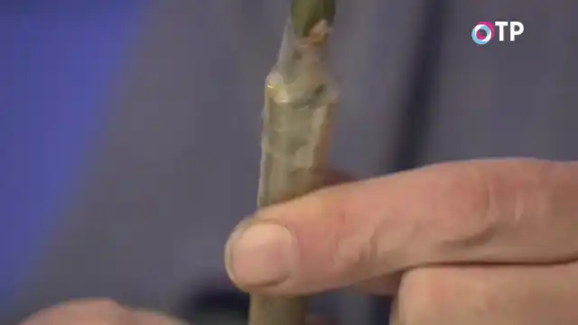 Изолируем место прививки от попадания влаги и земли