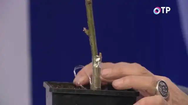 Высаживаем привитый черенок в грунт