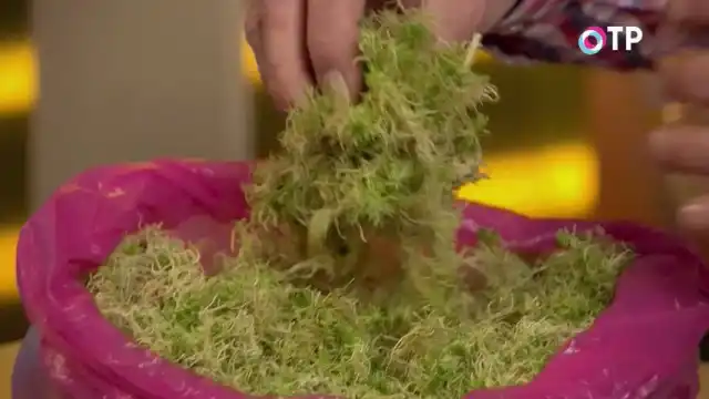 Для стратификации можно использовать мох